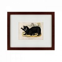картина: two ursine sloths, or sloth bears, 1830 в Мурманске