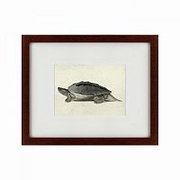 картина: a hand-painted illustration of a burmese roofed turtle, 1873 в Мурманске
