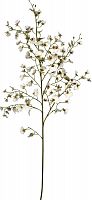 декор oncidium orchid в Мурманске