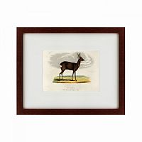 картина: a roebuck, 1830 в Мурманске