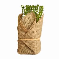 растение декоративное potted herb polini в Мурманске