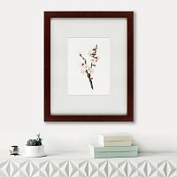 картина: apricot flower (prunus armeniaca), 1832 в Мурманске