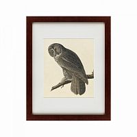 картина: great gray owl, 1834 в Мурманске