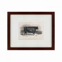 картина: a devon bull, 1849 в Мурманске