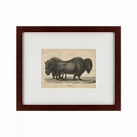 картина: bison, 1828 в Мурманске