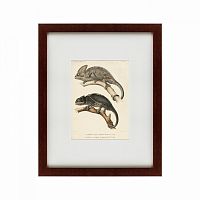 картина: des reptiles, 1705 в Мурманске