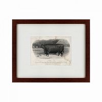 картина: a devon steer, 1869 в Мурманске