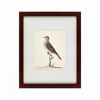 картина: the brown bird в Мурманске