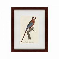 картина: ara macao (scarlet macaw), 1801 в Мурманске