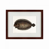 картина: sole fish, 1722 в Мурманске