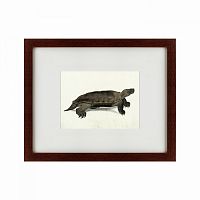 картина: a hand-painted illustration of an arakan forest turtle, 1872 в Мурманске