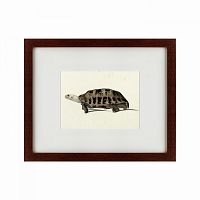картина: a hand-painted illustration of an elongated tortoise, 1873 в Мурманске