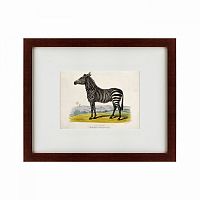 картина: a zebra, 1830 в Мурманске