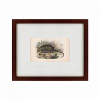 картина: armadillo, 1860 в Мурманске