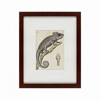 картина: chameleon, 1706 в Мурманске
