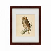 картина: brown owl, 1760 в Мурманске