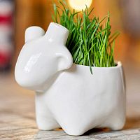 набор для выращивания eco овечка в Мурманске