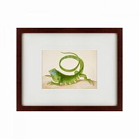 картина: green iguana, 1701 в Мурманске