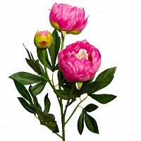 пион розовый 64 см (24) в Мурманске