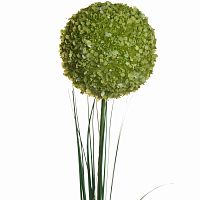 алиум зеленый 80 см (24) в Мурманске