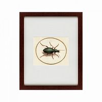 картина: beetle, 1700 в Мурманске