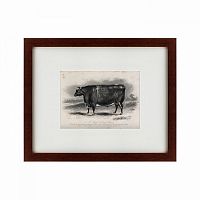 картина: a short horned steer, 1849 в Мурманске