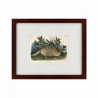 картина: armadillo (dasypus peba), 1848 в Мурманске