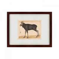 картина: moose, 1560 в Мурманске