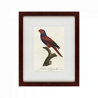 картина: perruche a chaperon bleu, 1801 в Мурманске